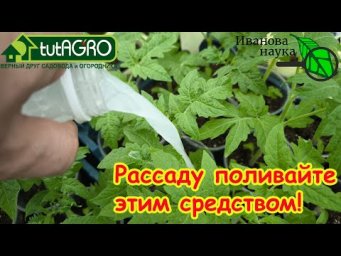 НИКОГДА НЕ ВЫЛИВАЙТЕ: ЛЮБАЯ РАССАДА УКРЕПЛЯЕТСЯ ПРЯМО НА ГЛАЗАХ. НЕ БОЛЕЕТ и РАСТЁТ ТОЛСТЫМ КРЕПЫШОМ