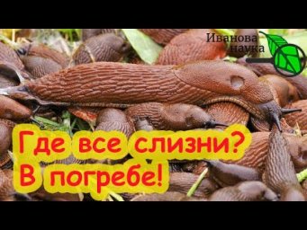 КАК и ЧЕМ ВЫГНАТЬ СЛИЗНЕЙ С УЧАСТКА и ПОДВАЛА. Слизни в погребе и подвале: нет шансов остаться.