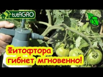 ВНИМАНИЕ! ФИТОФТОРА-2025! Она уже пришла! Чем срочно обработать томаты и огурцы от болезней.
