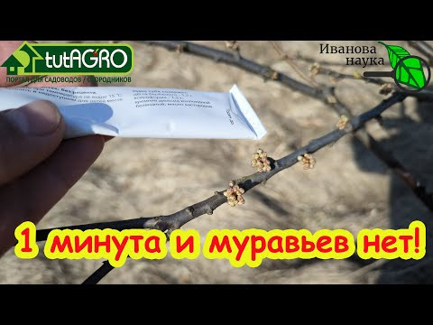 ЭТА СОВЕТСКАЯ МАЗЬ - самое простое средство от муравьев. Простой способ избавиться от муравьев. ЭТА СОВЕТСКАЯ МАЗЬ - самое простое средство от муравьев. Простой способ избавиться от муравьев.