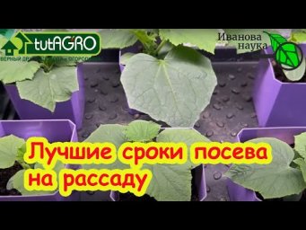 УСПЕЙ ПОСЕЯТЬ В АПРЕЛЕ! Лучшие дни для посева огурца на рассаду. Универсальные сроки посева семян.