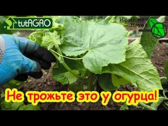 НЕ ОТРЕЗАЙТЕ ЛИШНЕГО У ОГУРЦА! Не трогайте это у огурца и он будет отлично расти и давать урожай!