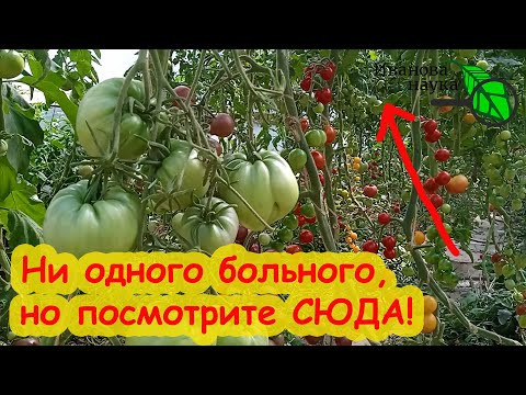 Я В ШОКЕ! Что я обнаружил на своих томатах! Мои томаты без болезней, но...