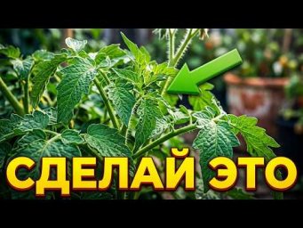 Болезни СБЕГУТ из огорода!  Забудь про фитофтору навсегда