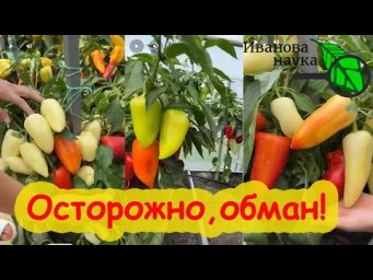 ЭТО КАСАЕТСЯ ВСЕХ! Беззаконие и обман в сети! Как простых людей разводят на деньги.