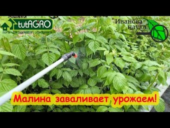 ДАЖЕ БОЛЬНАЯ МАЛИНА ЗАВАЛИТ УРОЖАЕМ! Моментальное оздоровление посадок малины, земляники и ягодников