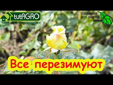 РОЗЫ ПЕРЕЗИМУЮТ БЕЗ УКРЫТИЯ. Ни одна роза не замерзнет, если сделаете так, как я. РОЗЫ ПЕРЕЗИМУЮТ БЕЗ УКРЫТИЯ. Ни одна роза не замерзнет, если сделаете так, как я.