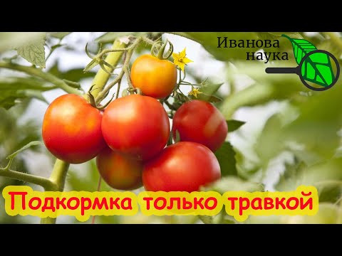 БЕСПЛАТНЫЕ УДОБРЕНИЯ ДЛЯ ТОМАТОВ и ОГУРЦОВ. Эта травка заменяет минеральные удобрения.