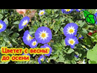 Эта синяя "петуния" растет даже на песке! Отказался от петунии в пользу этого цветка и не пожалел.