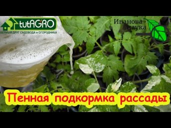 ВСЕ ТОЛСТЕЮТ ОТ ЭТОЙ ПОДКОРМКИ: толстый стебель, листья, коренастая рассада - всё как вы хотите.