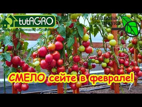 Сею томаты в феврале и полная теплица урожая! Февральский посев: фатальная ошибка или залог урожая?