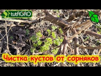 ЛЕГКО ИЗБАВИЛСЯ ОТ СОРНЯКОВ В КУСТАХ. Как очистить кусты от сорняков. Готовим подкормку из сорняков