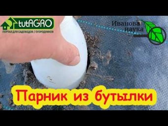 Сею огурцы, даже если земля ледяная! Урожай в 2 раза раньше и больше. Холод им не помеха.