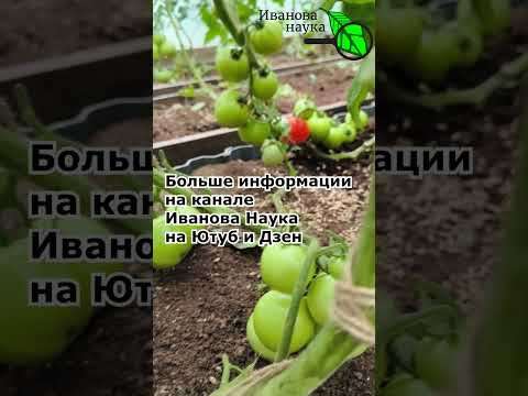 Лекарство от пустоцветов и жары. Если в теплице или огороде жарко, просто опрыскайте 1 раз в неделю. Лекарство от пустоцветов и жары. Если в теплице или огороде жарко, просто опрыскайте 1 раз в неделю.