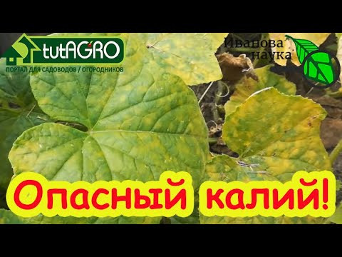 СТОП! Не используйте ЭТО УДОБРЕНИЕ для подкормки огурца. Листья желтеют, огурец болеет и погибает! СТОП! Не используйте ЭТО УДОБРЕНИЕ для подкормки огурца. Листья желтеют, огурец болеет и погибает!