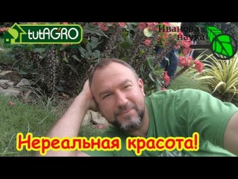 Полные кроссовки КРОВИ и нападение обезьян: моё путешествие в Кхао Яй.