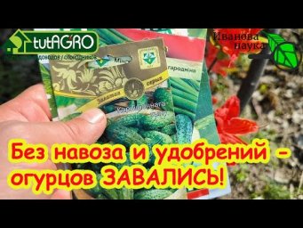 300 % УРОЖАЯ ОГУРЦОВ! Так сажала огурцы еще моя прабабушка! Теплые грядки для огурца с гарантией.