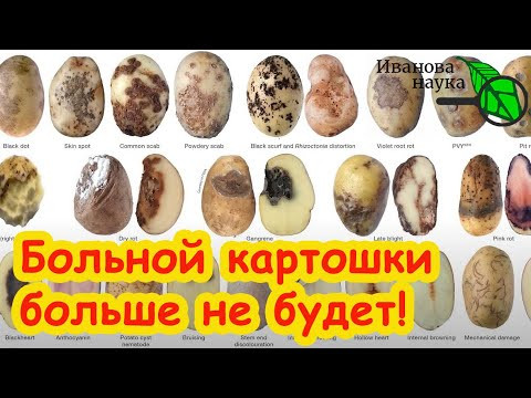 УВИДЕЛИ ЭТИ ПЯТНА НА КАРТОФЕЛЕ - надо лечить! Болезни картофеля в ЛПХ: профилактика и лечение. УВИДЕЛИ ЭТИ ПЯТНА НА КАРТОФЕЛЕ - надо лечить! Болезни картофеля в ЛПХ: профилактика и лечение.