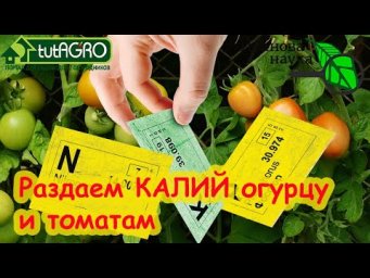 ГДЕ ВЗЯТЬ КАЛИЙ ДЛЯ ПОДКОРМОК? 5 видов калия для растений: какой огурцу, а какой томату.