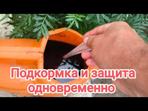 Огурцы оживают, зеленеют и обильно плодоносят до морозов, если сделать эту подкормку. Огурцы оживают, зеленеют и обильно плодоносят до морозов, если сделать эту подкормку.