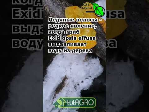 Эту природную загадку разгадали только в 2015 году!
