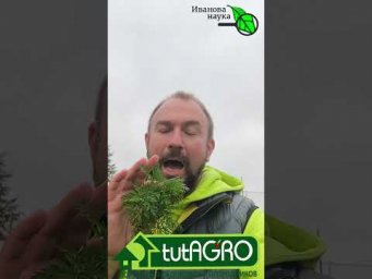 Эту ботву не бросайте в компост! Самая ценная ботва в огороде.