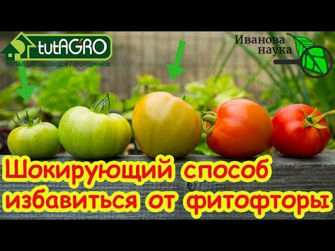 Горячая вода для помидоров. Вот зачем после уборки урожая купать томаты в горячей воде. Горячая вода для помидоров. Вот зачем после уборки урожая купать томаты в горячей воде.