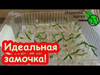 ИДЕАЛЬНОЕ ЗАМАЧИВАНИЕ СЕМЯН: в чем замочить семена томатов, перцев и огурцов перед посевом.