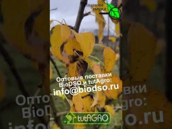 ЭТИ ЛИСТЬЯ - ТОЛЬКО В КОСТЕР! Листья этих растений могут погубить весь урожай!