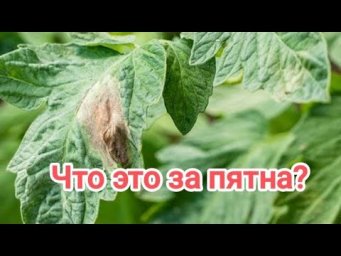4 САМЫЕ ОПАСНЫЕ БОЛЕЗНИ ТОМАТА. Результаты опроса зрителей. Кто узнал фитофтороз? Симптомы болезней.