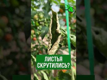 Скрутились листья и вкус пропал? Простое решение для сладких томатов