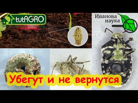 ТЛИ, КЛОПЫ, КЛЕЩИ и ГУСЕНИЦЫ боятся этого средства как кипятка! Природное очищение сада и огорода.