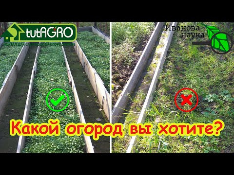 4 ПРОСТЫХ СПОСОБА УСКОРИТЬ РОСТ СИДЕРАТОВ: сидераты сработают даже в короткие сроки! Сейте смело!!! 4 ПРОСТЫХ СПОСОБА УСКОРИТЬ РОСТ СИДЕРАТОВ: сидераты сработают даже в короткие сроки! Сейте смело!!!
