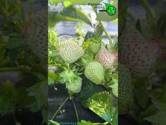 Клубника БОЛЬШЕ НЕ СГНИЕТ! Секрет урожая в дождь и холод! Как я спасаю ягоды от гнили на грядках.
