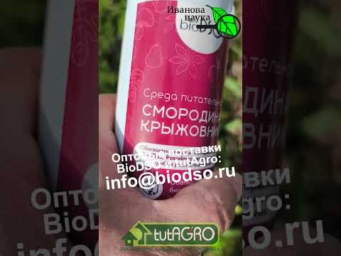 Эликсир ТРИ КИСЛОТЫ для смородины, клубники и малины. Дайте подкормку кустам и они завалят урожаем!