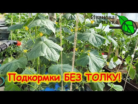 Как НАДО ПОДКАРМЛИВАТЬ РАСТЕНИЯ: по листу или в корень? Все подкормки делаем правильно.