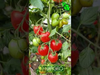 ТОЛЬКО ПОЛЮБУЙТЕСЬ НА ЭТУ КРАСОТУ!!! Теплица во второй половине сентября! Никаких желтых листьев!