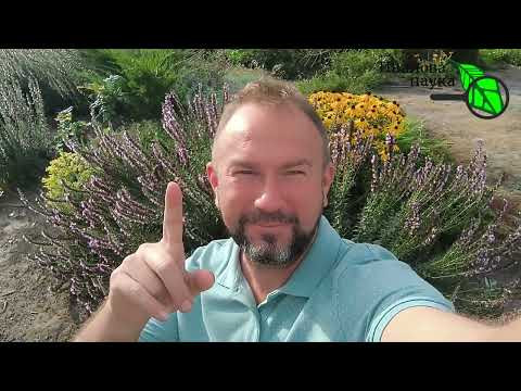 САМЫЙ ЛУЧШИЙ СИДЕРАТ. Семена в 250 (!) раз дешевле!!! Пользуйтесь сидератами с умом! САМЫЙ ЛУЧШИЙ СИДЕРАТ. Семена в 250 (!) раз дешевле!!! Пользуйтесь сидератами с умом!