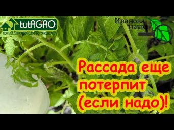 РАССАДА ПОТЕРПИТ ЕЩЕ 2 НЕДЕЛИ ДОМА, если полить ее этим раствором. Тринитратный раствор для рассады.