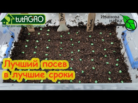 ПОСЕВ ПЕРЦА В ЛУЧШИЕ СРОКИ В ДОМАШНЮЮ МИНИ-ТЕПЛИЧКУ. Все семена взойдут дружно. ПОСЕВ ПЕРЦА В ЛУЧШИЕ СРОКИ В ДОМАШНЮЮ МИНИ-ТЕПЛИЧКУ. Все семена взойдут дружно.