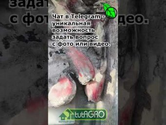 БЕЗ ЭТОГО ЧЕСНОК НЕ САЖАЮ! Сделайте так и головки вырастут без болезней, крупные и красивые.