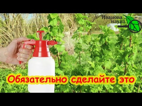 РАННЯЯ ИСКОРЕНЯЮЩАЯ ОБРАБОТКА СМОРОДИНЫ и КРЫЖОВНИКА. Вот почему она нужна. РАННЯЯ ИСКОРЕНЯЮЩАЯ ОБРАБОТКА СМОРОДИНЫ и КРЫЖОВНИКА. Вот почему она нужна.