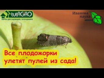 САД БЕЗ ЧЕРВЕЙ! ЯБЛОКИ, ГРУШИ, СЛИВЫ и АБРИКОСЫ без червей и гнили! Только вкусные фрукты без химии.