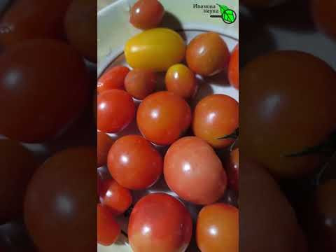 Свои томаты едим в декабре. Какие томаты хранятся дольше всех. Свои томаты едим в декабре. Какие томаты хранятся дольше всех.