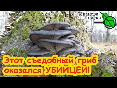 ОСТАВИМ КОММЕРСАНТОВ БЕЗ ШТАНОВ: просто СОБЕРИТЕ ЭТИ ГРИБЫ и закопайте в огороде. Оздоровление почвы ОСТАВИМ КОММЕРСАНТОВ БЕЗ ШТАНОВ: просто СОБЕРИТЕ ЭТИ ГРИБЫ и закопайте в огороде. Оздоровление почвы