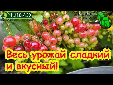 ДАЖЕ КРАСНАЯ СМОРОДИНА СЛАДКАЯ КАК ПОВИДЛО: ЭТА ПОДКОРМКА ДАЕТ СЛАДОСТЬ и ВКУС всем плодам и ягодам.