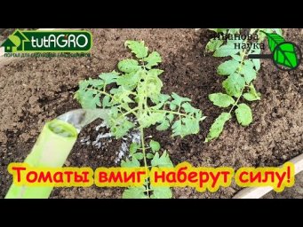 Томаты вмиг пойдут в рост. Первая подкормка томатов. Не пропустите её и получите богатый урожай.