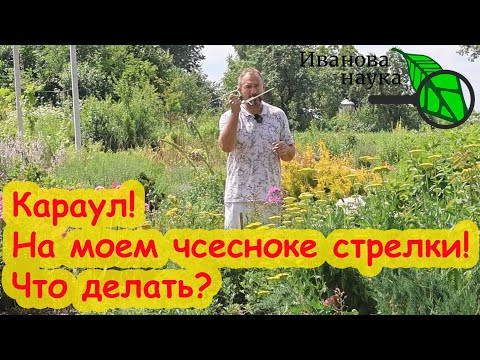 А КАК ВЫ ОПРЕДЕЛЯЕТЕ ГОТОВНОСТЬ ЧЕСНОКА К УБОРКЕ? Неравномерное созревание чеснока: сроки выкопки. А КАК ВЫ ОПРЕДЕЛЯЕТЕ ГОТОВНОСТЬ ЧЕСНОКА К УБОРКЕ? Неравномерное созревание чеснока: сроки выкопки.