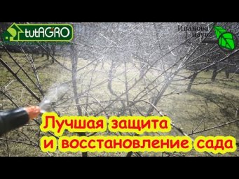 СРОЧНО защититься от возвратных холодов. Защита и восстановление сада: деревьев, кустов, земляники.