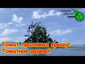 ВЫРОСЛО ТОМАТНОЕ ДЕРЕВО и ПРОЛОМИЛО КРЫШУ ТЕПЛИЦЫ! Томаты выше крыши. А у вас такое было?